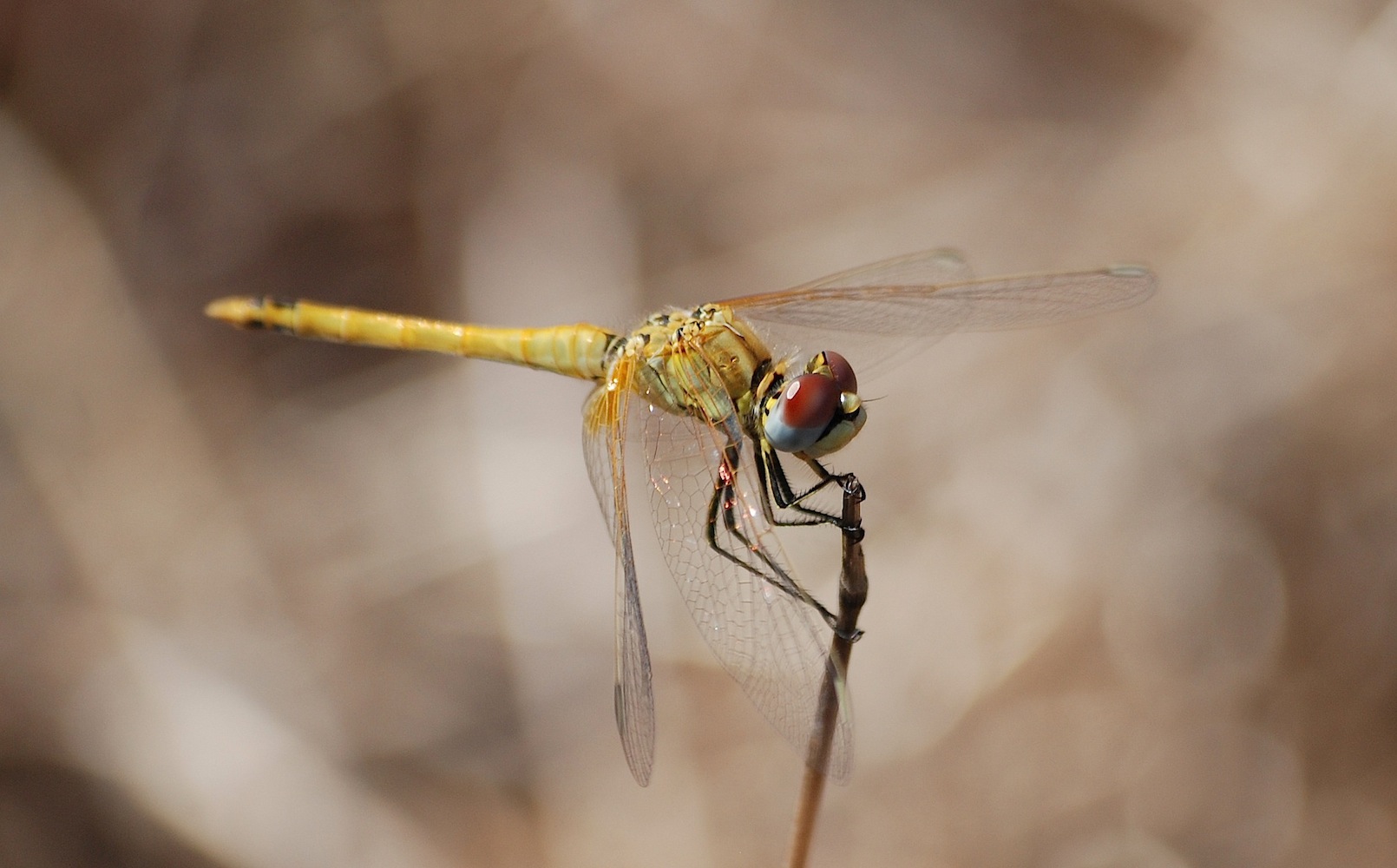 Identificazione 14 - Sympetrum fonscolombii